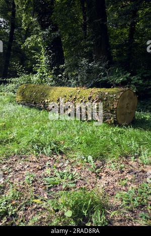 Une journée ensoleillée dans la campagne italienne, vous pourrez vous y connecter avec de l'ivy au bord d'une pelouse dans une forêt Banque D'Images