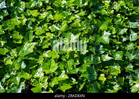 Vue de dessus de la plante hibernica Hedera Helix luxuriante avec des feuilles de vert brillant fraîches qui poussent dans la nature le jour ensoleillé comme fond naturel Banque D'Images
