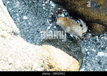 Vue depuis le dessus d'un petit crabe de Red Rock dans une piscine à marée sur la plage Banque D'Images