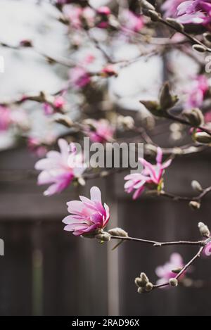 Gros plan de fleurs sur le magnolia en fleur avec un arrière-plan flou. Banque D'Images