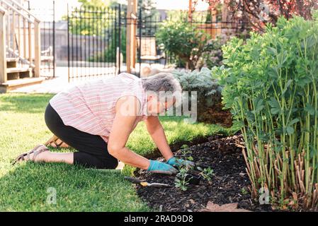 Une femme plus âgée plantant des fleurs dans un jardin d'arrière-cour le jour de l'été. Banque D'Images