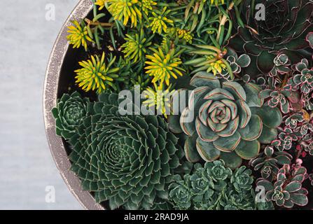 Arrangement de plantes succulentes dans un semoir tiré par le dessus. Banque D'Images