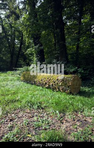 Une journée ensoleillée dans la campagne italienne, vous pourrez vous y connecter avec de l'ivy au bord d'une pelouse dans une forêt Banque D'Images