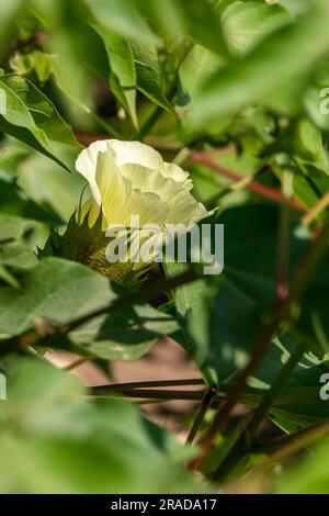 Délicates fleurs de coton jaune pâle au milieu du feuillage vert. Mise au point sélective. Israël Banque D'Images