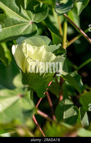 Délicates fleurs de coton jaune pâle au milieu du feuillage vert. Mise au point sélective. Israël Banque D'Images