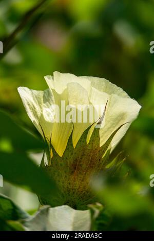 Délicates fleurs de coton jaune pâle au milieu du feuillage vert. Mise au point sélective. Israël Banque D'Images