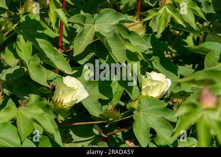 Délicates fleurs de coton jaune pâle au milieu du feuillage vert. Mise au point sélective. Israël Banque D'Images