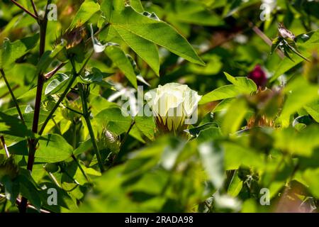 Délicates fleurs de coton jaune pâle au milieu du feuillage vert. Mise au point sélective. Israël Banque D'Images