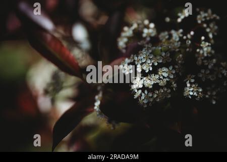 Close up de petites fleurs blanches Banque D'Images