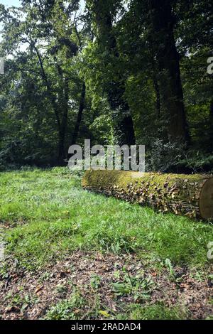 Une journée ensoleillée dans la campagne italienne, vous pourrez vous y connecter avec de l'ivy au bord d'une pelouse dans une forêt Banque D'Images