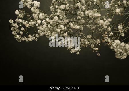 Un bouquet de fleurs de gitsophila blanc ou de souffle de bébé sur fond noir Banque D'Images