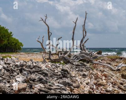 Illustration d'arbres morts échoués sur Lac Bay, Bonaire. Au premier plan les grosses pierres et coquillages. Et il y a aussi un morceau de mangrove à voir. Banque D'Images