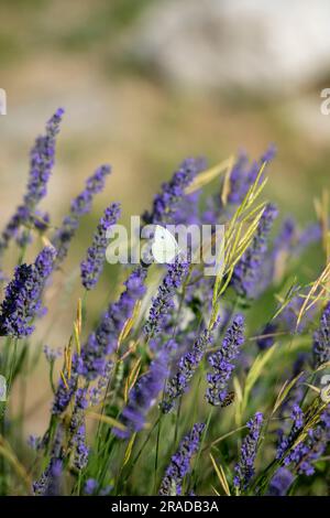 petit papillon blanc sur la lavande parfumée sauvage. Banque D'Images