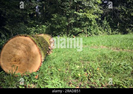 Une journée ensoleillée dans la campagne italienne, vous pourrez vous y connecter avec de l'ivy au bord d'une pelouse dans une forêt Banque D'Images