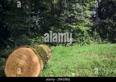 Une journée ensoleillée dans la campagne italienne, vous pourrez vous y connecter avec de l'ivy au bord d'une pelouse dans une forêt Banque D'Images