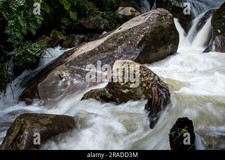 Les rapides de Waione Stream – une chute d'eau sur le Pureora-Ongarue Timber Trail près de Taumarunui dans le King Country, Île du Nord, Nouvelle-Zélande. Banque D'Images