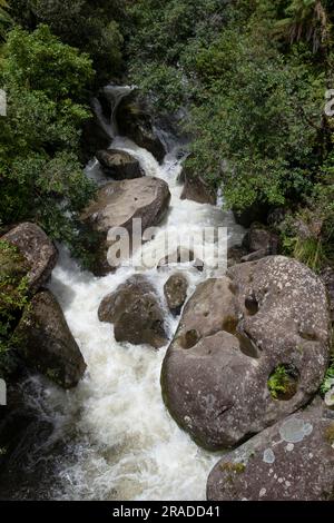 Les rapides de Waione Stream – une chute d'eau sur le Pureora-Ongarue Timber Trail près de Taumarunui dans le King Country, Île du Nord, Nouvelle-Zélande. Banque D'Images