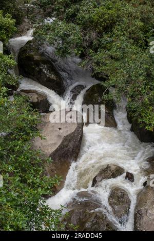 Les rapides de Waione Stream – une chute d'eau sur le Pureora-Ongarue Timber Trail près de Taumarunui dans le King Country, Île du Nord, Nouvelle-Zélande. Banque D'Images