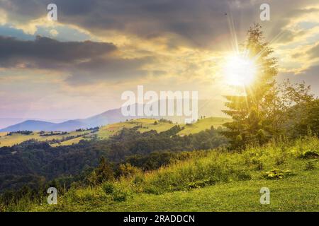 sapin sur le bord de défrichement dans les montagnes au coucher du soleil. magnifique paysage de campagne dans la lumière du soir Banque D'Images