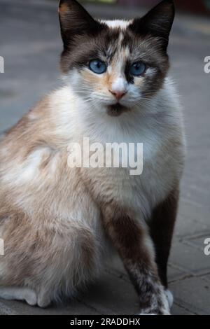photo d'un chat dans la rue qui regarde de près Banque D'Images