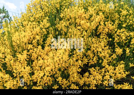 Vue rapprochée du spartium junceum, connu sous le nom de balai espagnol, balai de Rush, ou balai de tisserand, c'est une espèce de plante à fleurs de la famille des Fabaceae et Banque D'Images
