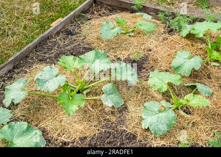 Lit de jardin avec jeunes courgettes en pleine croissance. Le sol est recouvert de paillis d'herbe sec Banque D'Images