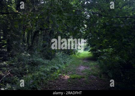 Chemin de terre à l'ombre passant sous un arbre voûtant dans un parc par une journée ensoleillée dans la campagne italienne Banque D'Images