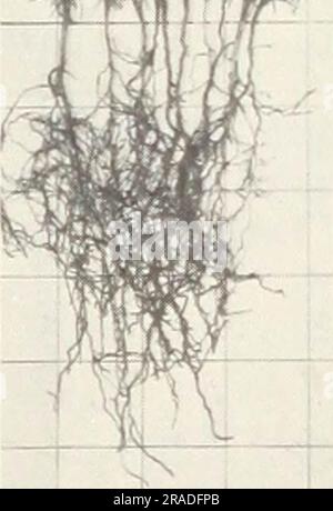 'Effets de la fumigation du sol sur la production de la pépinière de conifères dans deux pépinières des Rocheuses du Nord' (1971) Banque D'Images