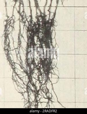 'Effets de la fumigation du sol sur la production de la pépinière de conifères dans deux pépinières des Rocheuses du Nord' (1971) Banque D'Images