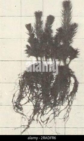 'Effets de la fumigation du sol sur la production de la pépinière de conifères dans deux pépinières des Rocheuses du Nord' (1971) Banque D'Images