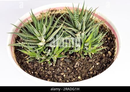 Haworthia attenuata ou plante Zebra isolée sur fond blanc. Banque D'Images