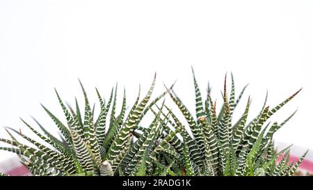 Haworthia fasciata zébra cactus gros plan sur fond blanc avec espace de copie Banque D'Images