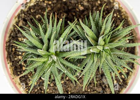 Haworthia Zebra cactus vue de dessus de plus près Banque D'Images