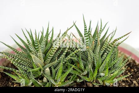 Gros plan sur un cactus zébré isolé sur fond blanc avec espace de copie. Banque D'Images