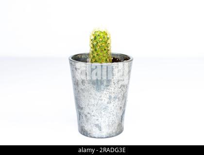 Dentelle d'or mammillaria elongata cactus dans un petit pot décoratif sur fond blanc Banque D'Images