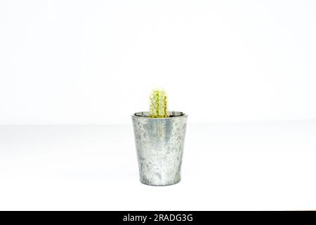 Mammillaria elongata ladyfinger cactus sur fond blanc Banque D'Images