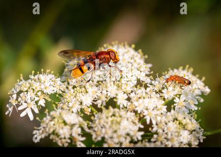 Un aéroglisseur de hornet et un coléoptère commun de soldat rouge sur une fleur blanche Banque D'Images