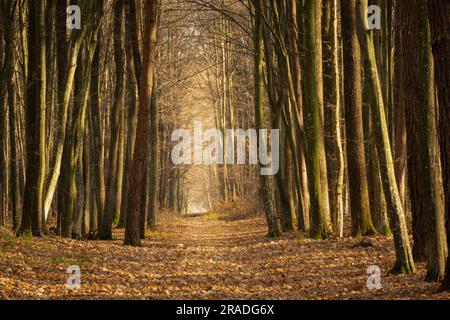 Chemin d'allée dans une forêt dense d'automne, l'est de la Pologne Banque D'Images