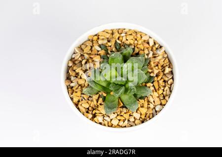 Haworthia truncata cheval dents succulentes isolées sur fond blanc Banque D'Images