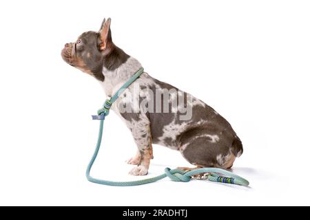 Chien de boulodrome français Merle portant un collier avec corde retriever laisse sur fond blanc Banque D'Images