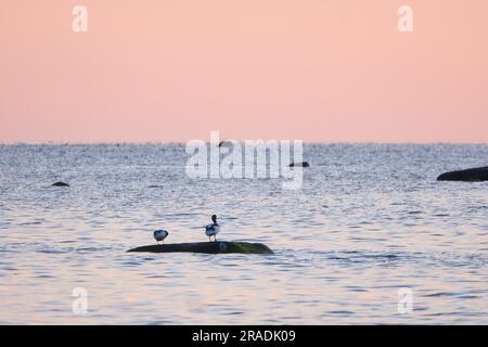 Goosander assis sur une pierre située dans la mer Baltique au coucher du soleil avec des couleurs pastel à l'horizon. Soirée romantique sur l'île de Poel overloo Banque D'Images