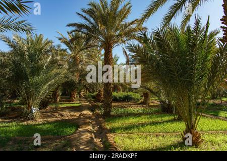 Afrique du Nord. Maroc. Merzouga. La palmeraie Banque D'Images