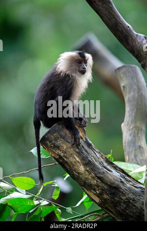 Wanderu, macaque à queue de lion (Macaca silenus), Inde, sur arbre, jeune, macaque à queue de lion, Inde Lion à queue Macaque, Inde, jeune, sur l'arbre Lion Banque D'Images