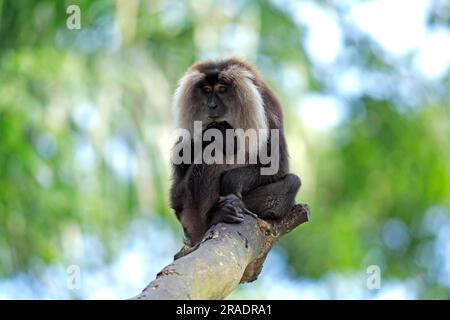 Wanderu, macaque à queue de lion (Macaca silenus), Inde, adulte, sur arbre Macaque à queue de lion, Inde Macaque à queue de lion, Inde, sur arbre à queue de lion Banque D'Images