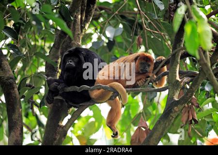 Black hurler (Alouatta caraya), adulte, Femme, Homme, paire, Sur l'arbre, Monkey Black Howler au repos, Amérique du Sud Monkey Black Howler, Amérique du Sud Banque D'Images