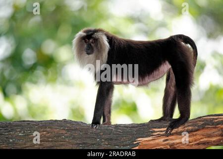 Wanderu, macaque à queue de lion (Macaca silenus), Inde, adulte, sur arbre Macaque à queue de lion, Inde Macaque à queue de lion, Inde, sur arbre à queue de lion Banque D'Images