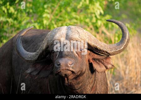 Buffle africain (Syncerus caffer), Parc national Kruger, Afrique du Sud, adulte, Homme, Portrait African Buffalo, parc national Kruger, Afrique du Sud Banque D'Images