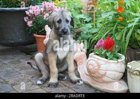 Jeune chien de chasse irlandais FCI, norme no 160 sur une figure de jardin Banque D'Images