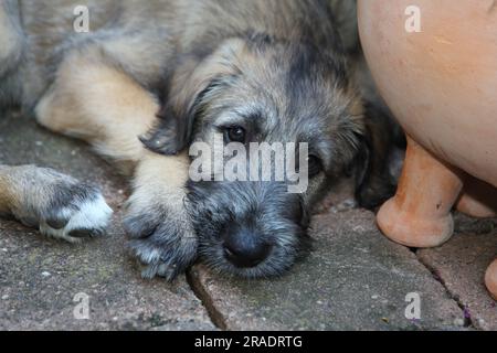 Jeune chien de chasse irlandais FCI, norme no 160 Banque D'Images