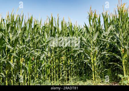 Champ agricole de maïs à fleurs. Tiges vertes, jeunes épis de maïs. Israël Banque D'Images